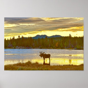 Bull Moose i Sprague Sjö, Colorado, Sunrise Poster