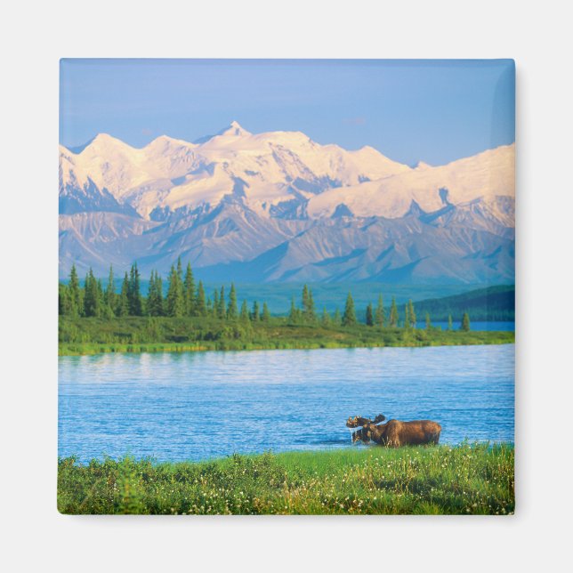 Bull moose in Wonder Lake Magnet (Framsidan)