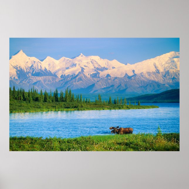 Bull moose in Wonder Lake Poster (Framsidan)