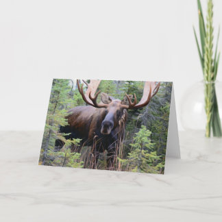Bull Moose Kort