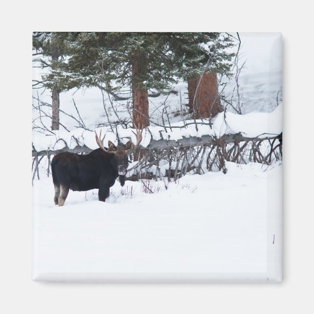 Bull Moose Magnet (Framsidan)