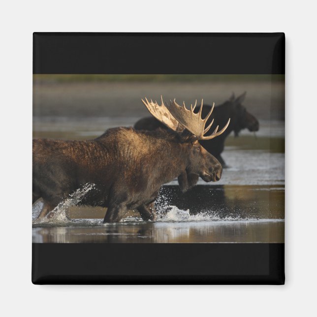 Bull Moose Magnet (Framsidan)