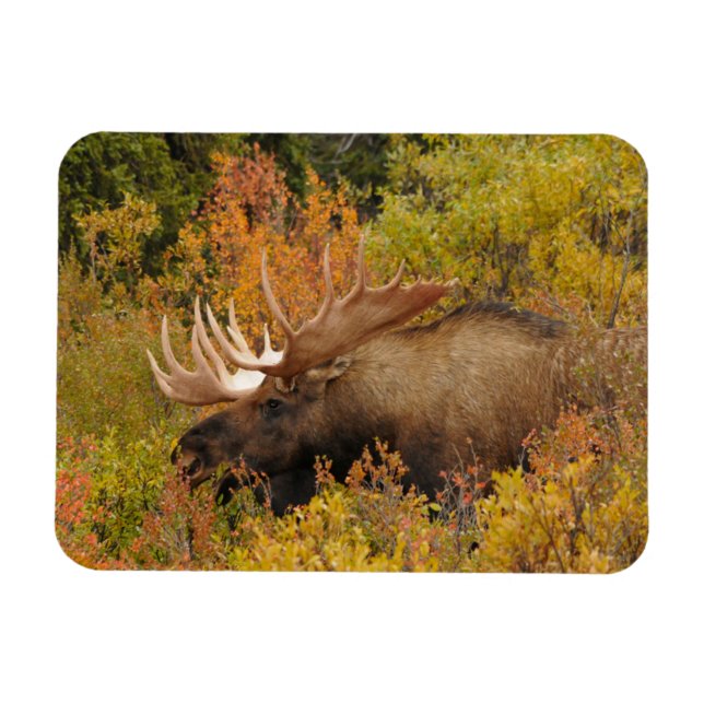 Bull Moose | Nationalparken Denali Alaska Magnet (Horisontell)
