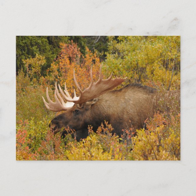 Bull Moose | Nationalparken Denali Alaska Vykort (Framsida)