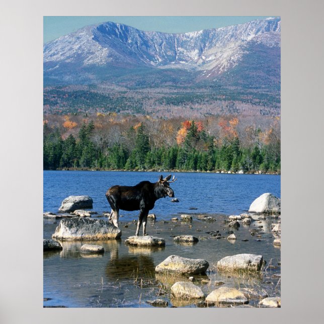 Bull Moose och Mount Katahdin Poster (Framsidan)