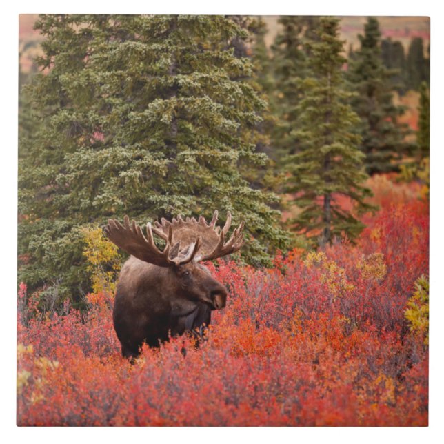 Bull Moose permanent in Red Dwarf Birch Kakelplatta (Framsidan)