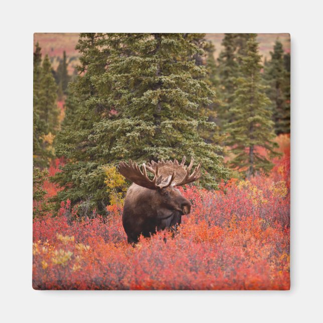 Bull Moose permanent in Red Dwarf Birch Magnet (Framsidan)