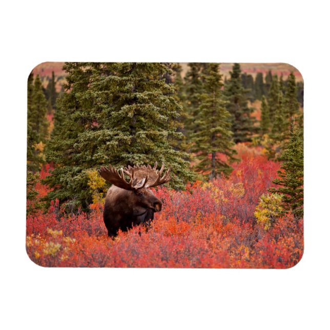 Bull Moose permanent in Red Dwarf Birch Magnet (Horisontell)