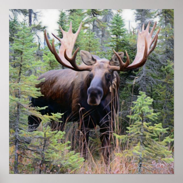 Bull Moose Poster (Framsidan)