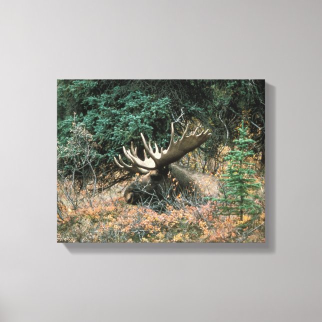 Bull Moose Rests in Vegitation Wrapped Canvas Prin (Framsida)