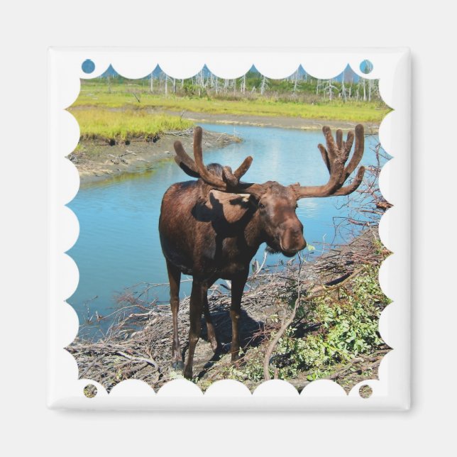 Bull Moose Square Magnet (Framsidan)
