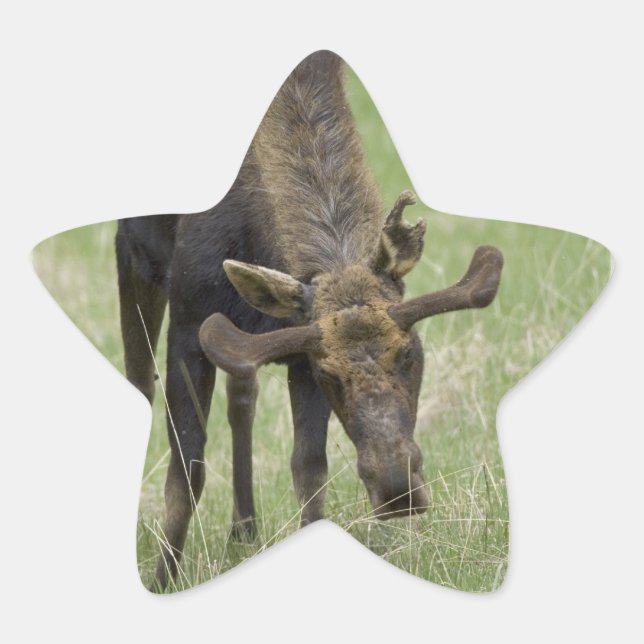 Bull Moose Stickers Stjärnformat Klistermärke (Framsida)