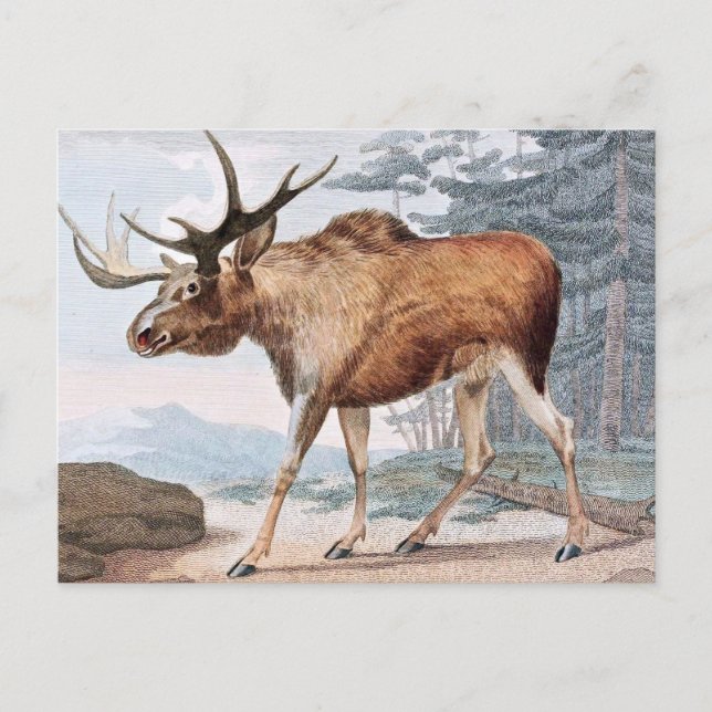 Bull Moose Vintage Teckning Vykort (Framsida)
