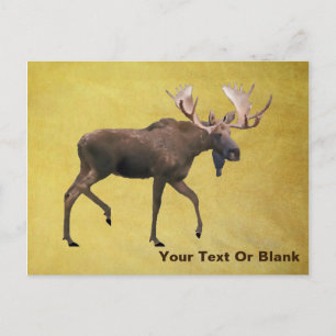 Bull Moose Vykort