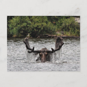 Bull Moose Vykort