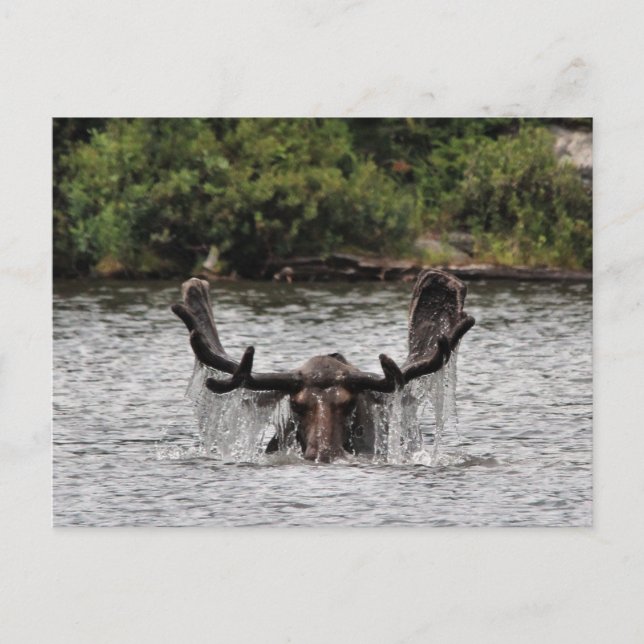 Bull Moose Vykort (Framsida)
