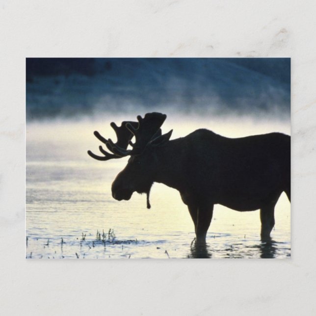 Bull moose vykort (Framsida)