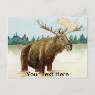 Bull Moose Vykort