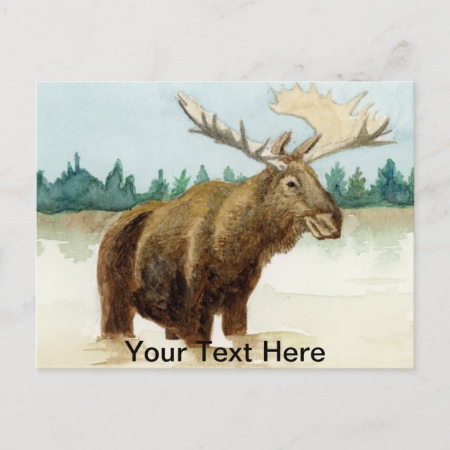 Bull Moose Vykort (Framsida)