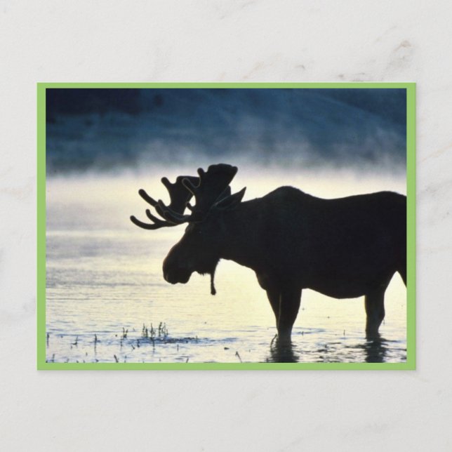 Bull moose vykort (Framsida)
