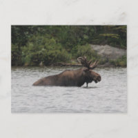 Bull Moose