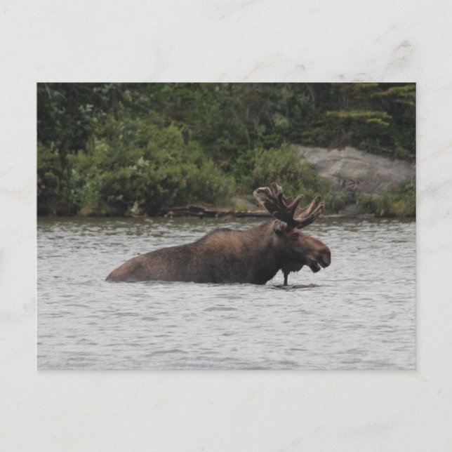 Bull Moose Vykort (Framsida)