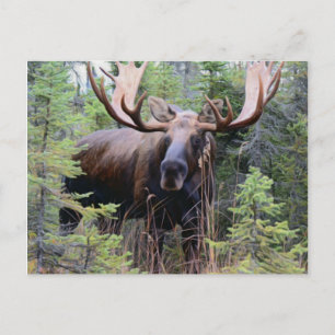 Bull Moose Vykort