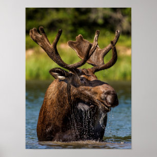 Bull Mose matar i Glacier nationalpark Poster