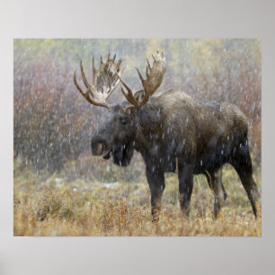 Bull mosig i snöstormen med aspen träd i poster