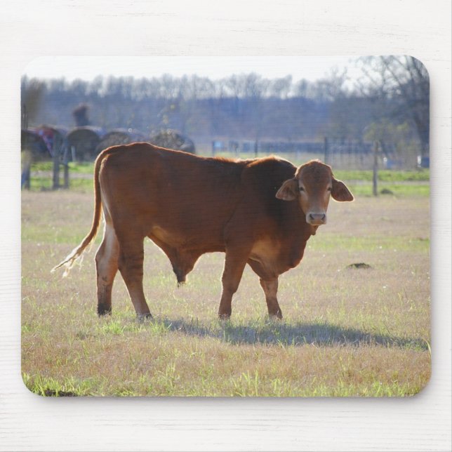 Bull Oustanding in his Fält Mousepad Musmatta (Framsidan)