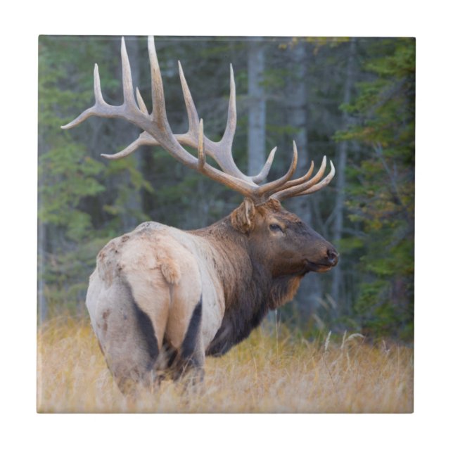 Bull Rocky Mountain Elk Kakelplatta (Framsidan)