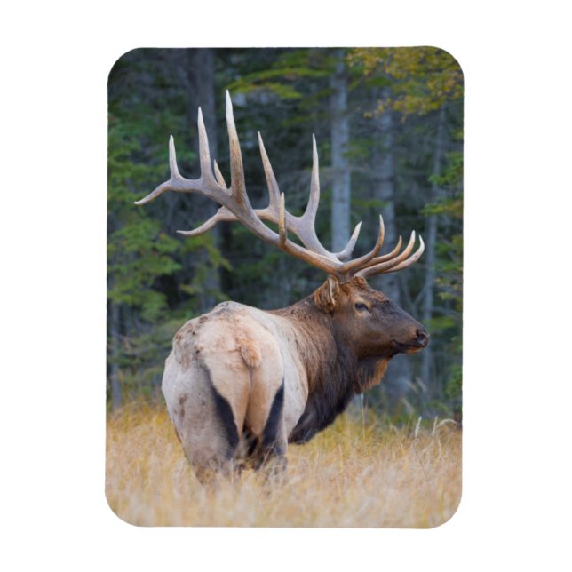 Bull Rocky Mountain Elk Magnet (Vertikal)