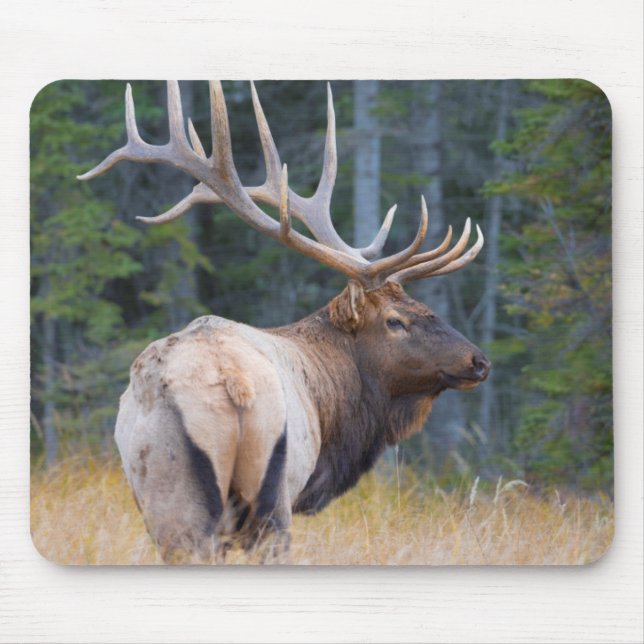 Bull Rocky Mountain Elk Musmatta (Framsidan)