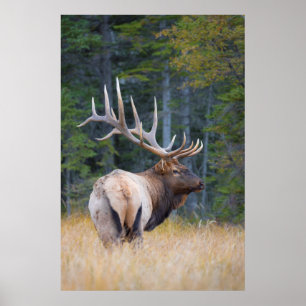 Bull Rocky Mountain Elk Poster