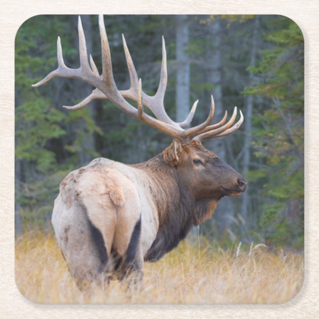 Bull Rocky Mountain Elk Underlägg Papper Kvadrat (Framsidan)