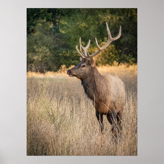 Bull Roosevelt Elk i gräs | Washington Poster (Framsidan)