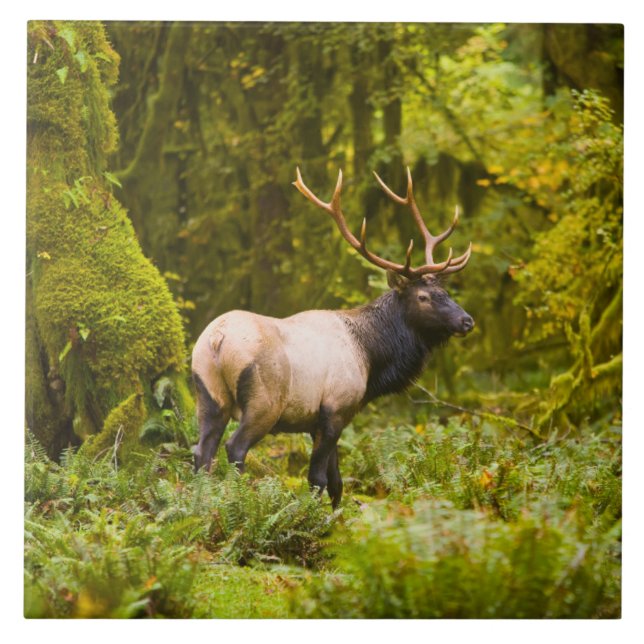 Bull Roosevelt Elk permanent i Meadow Kakelplatta (Framsidan)