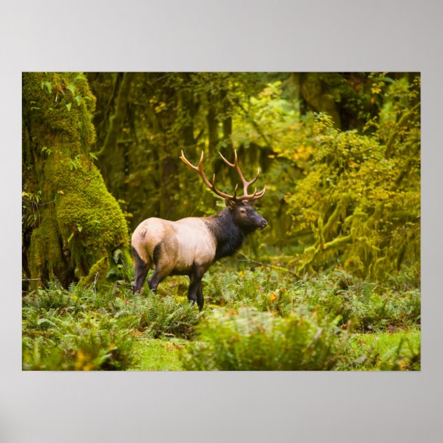 Bull Roosevelt Elk permanent i Meadow Poster (Framsidan)