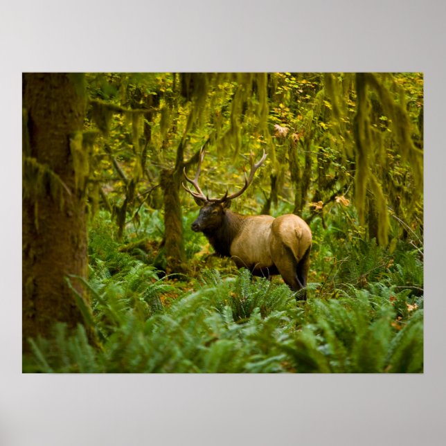 Bull Roosevelt Elk Poster (Framsidan)