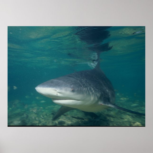 Bull Shark - Carcharhinus leucas Poster (Framsidan)