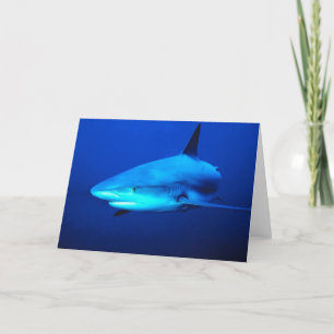 Bull Shark Kort