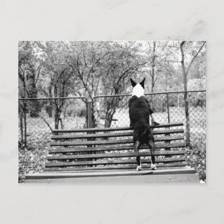 Bull skräcker vykort