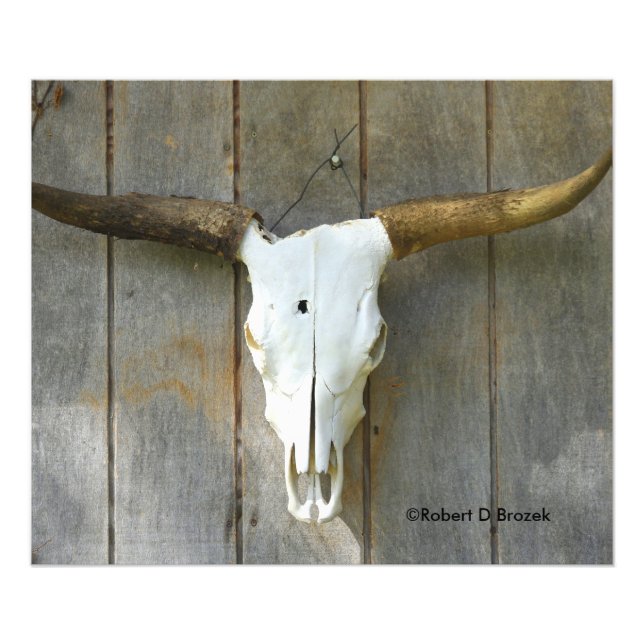 Bull Skull på en mur nära Fotoutvidgningen Fototryck (Framsidan)