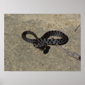 Bull snake ansikte av med kamera poster