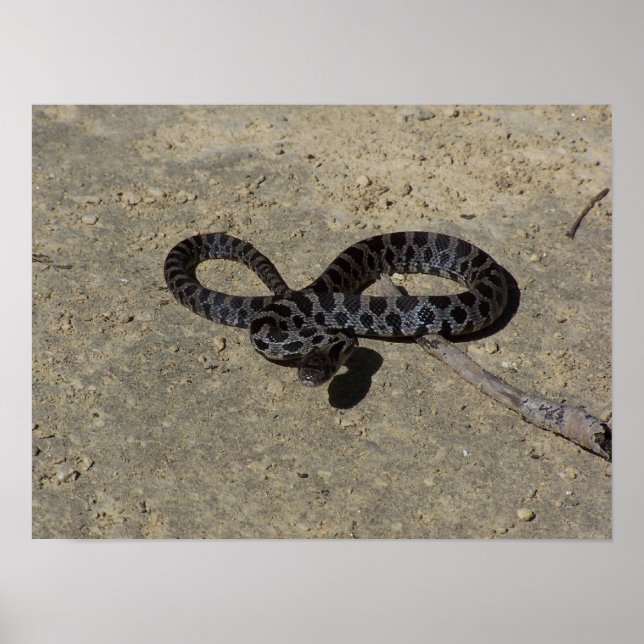 Bull snake ansikte av med kamera poster (Framsidan)