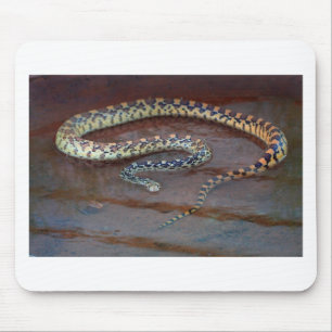 Bull Snake Musmatta