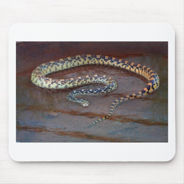 Bull Snake Musmatta (Framsidan)