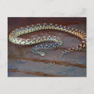 Bull Snake Vykort
