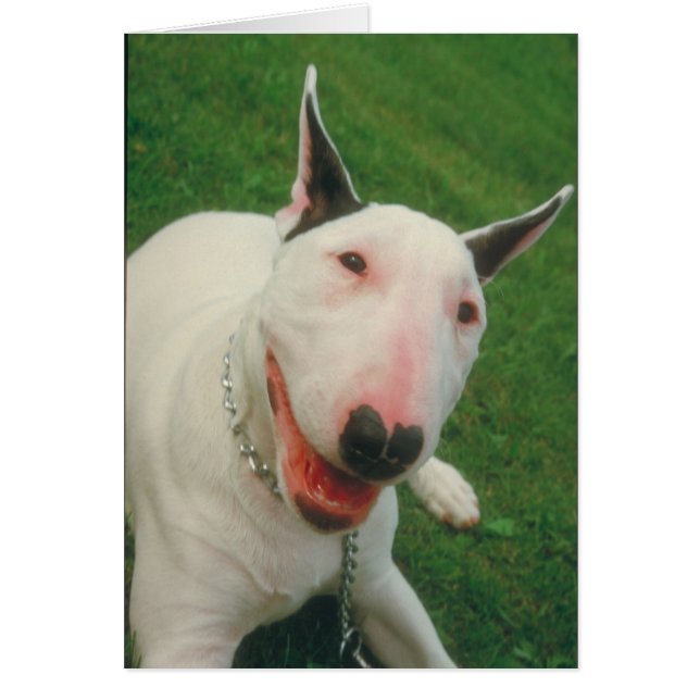 Bull Terrier Hälsningskort (Framsidan)
