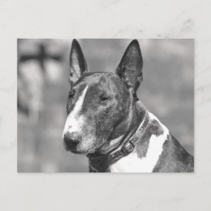 Bull Terrier Hund Vykort